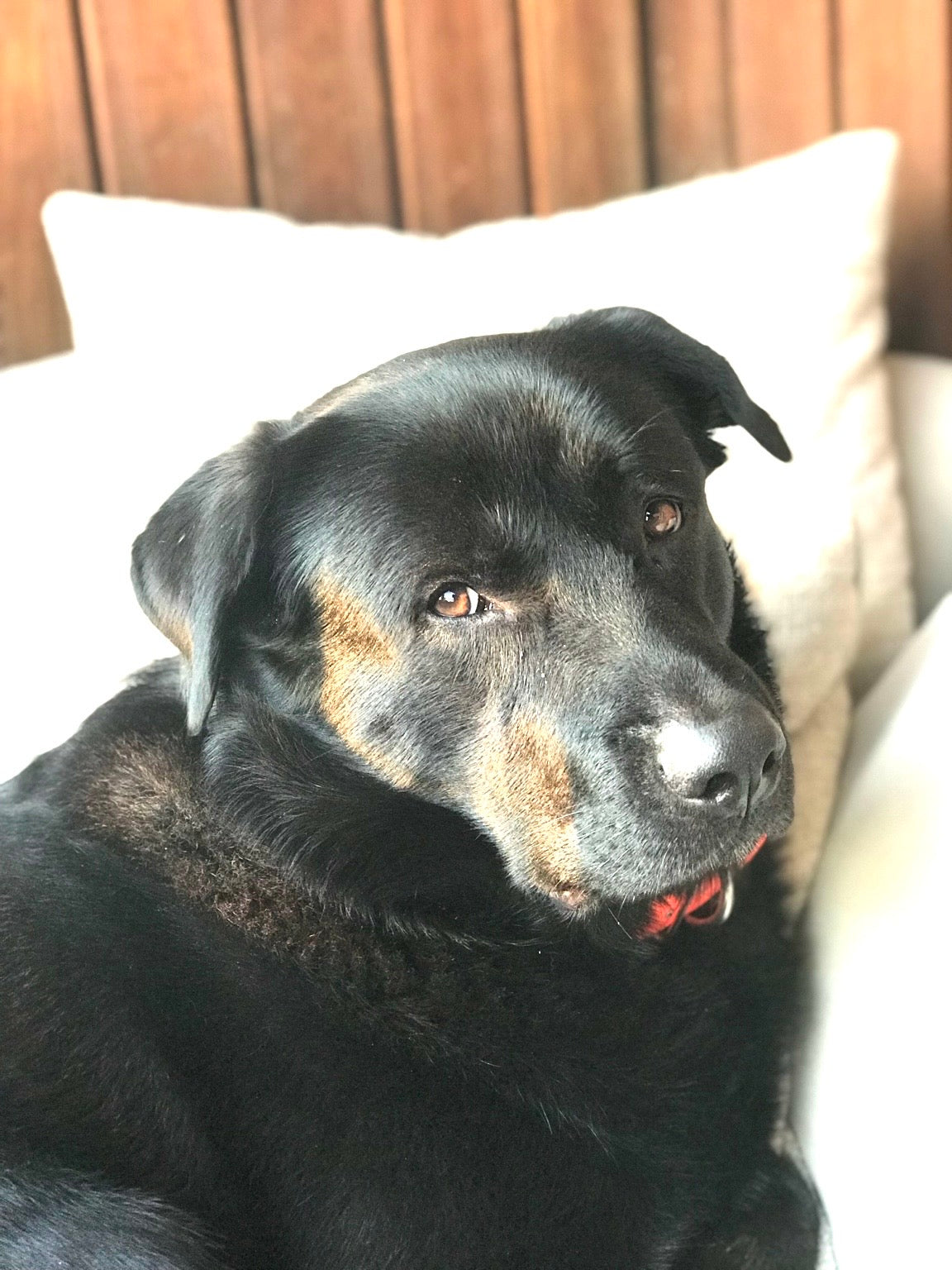 Portrait digital personnalisé de votre animal 🐾