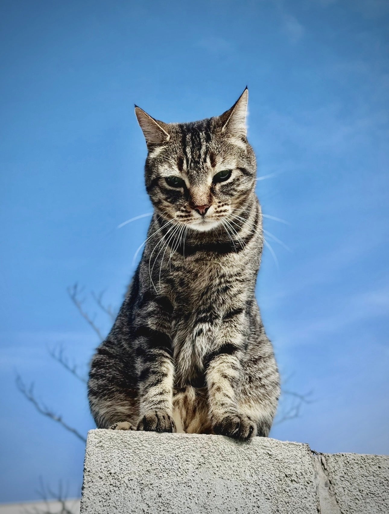 Portrait imprimé personnalisé de votre compagnon 🐾